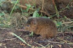 Oxymycterus rufus