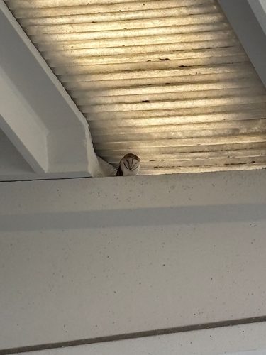 View observation of {o.common_name} on iNaturalist