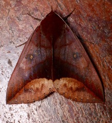 Thyas javanica