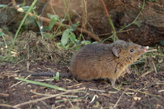 Oxymycterus rufus