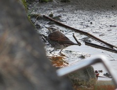 Turdus eunomus