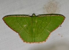 Ornithospila succincta