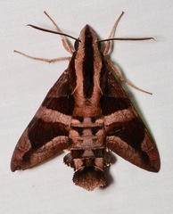 Macroglossum mitchellii