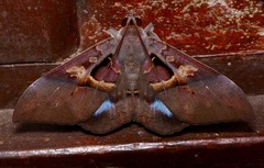 Ischyja inferna