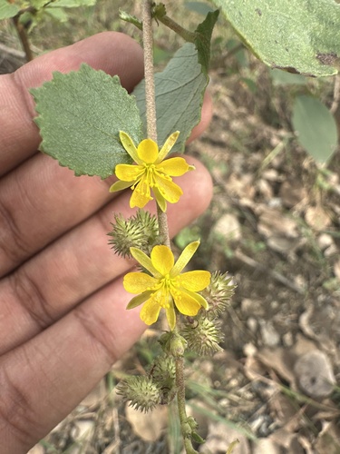 Chinese Bur