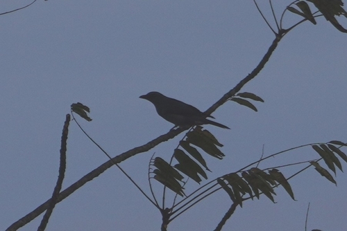 Malayan Cuckooshrike (Coracina larutensis), photo 9