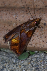 Plusiodonta coelonota