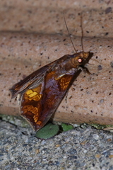 Plusiodonta coelonota
