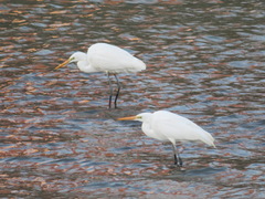 Ardea alba modesta