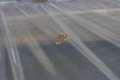 Piletocera aegimiusalis