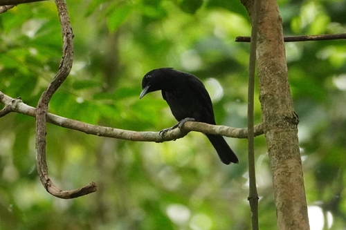 Black-and-crimson Oriole (Oriolus consanguineus), photo 9