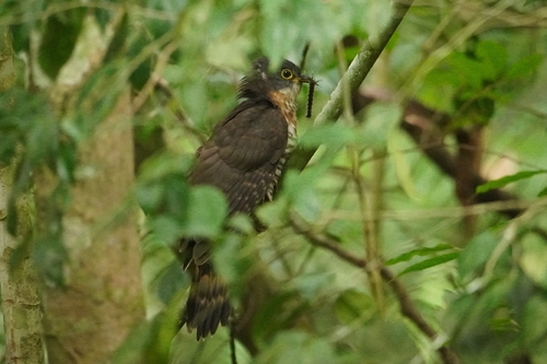 Dark Hawk-Cuckoo (Hierococcyx bocki), photo 5