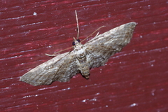 Eupithecia kuroshio