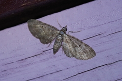 Eupithecia kuroshio