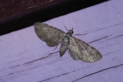 Eupithecia kuroshio