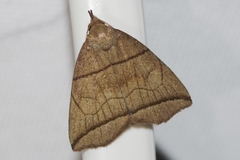 Herminia grisealis