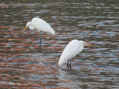 Ardea alba modesta