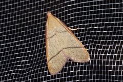 Orthopygia repetita