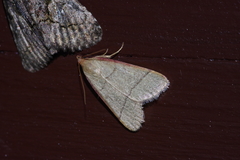 Orthopygia repetita