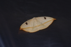 Callidrepana melanonota