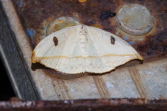 Callidrepana melanonota