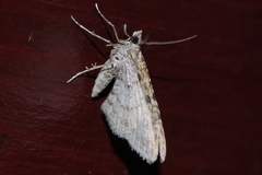 Gymnoscelis esakii