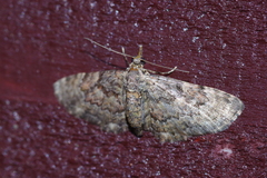 Gymnoscelis esakii