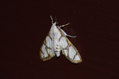 Cirrhochrista kosemponialis