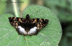 Noctuana lactifera