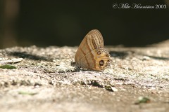 Splendeuptychia kendalli