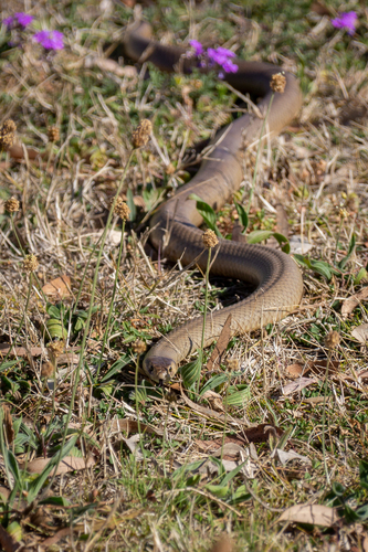 Eastern Brown Snake sighting