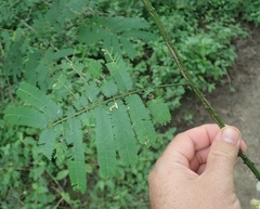 Senegalia schweinfurthii