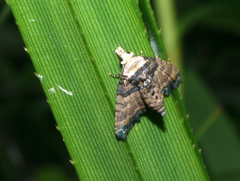 Lepidoptera