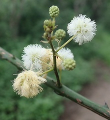 Senegalia schweinfurthii