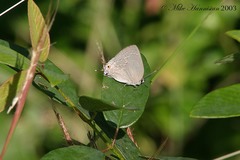Strephonota tephraeus