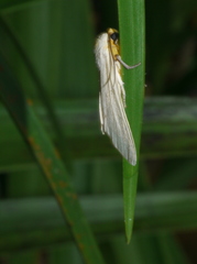 Lepidoptera