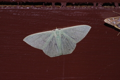 Thalassodes intaminata