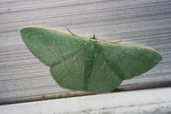 Thalassodes intaminata