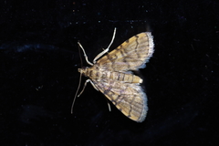 Nacoleia satsumalis