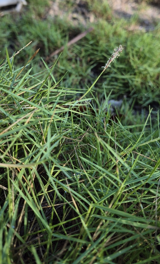 Zoysia tenuifolia