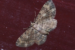 Pseudocollix hyperythra