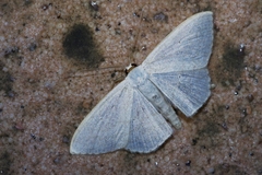 Scopula coniaria