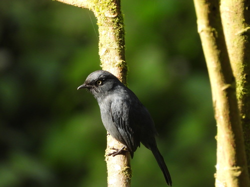 Yellow-eyed Black Flycatcher (Melaenornis ardesiacus), photo 5