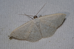 Scopula coniaria