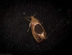 Hoplomorpha abalienella