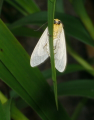 Lepidoptera