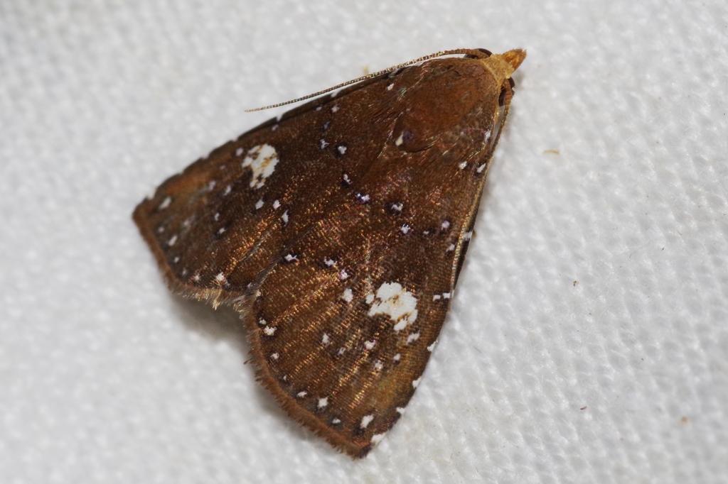 Rivula albipunctata