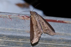 Lophoptera squammigera