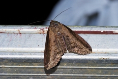 Lophoptera squammigera