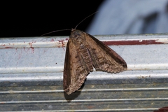 Lophoptera squammigera